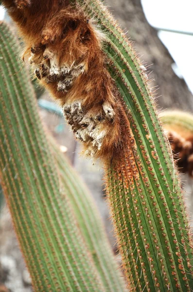 Wollige cactus — Stockfoto