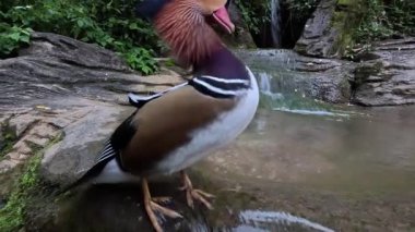 Bahçedeki şirin mandalina ördekleri. 