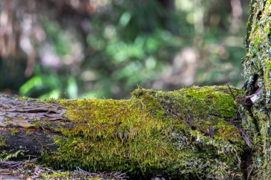 Ormandaki çürük ağaçlarda yeşil yosunlar yetişir. Çürüyen odun yosunların gelişmesi için ideal koşulları sağlar.