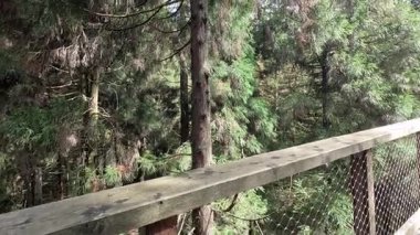 Peri Dağı Ağacı Yolu Wulong, Chongqing, Çin 'deki Peri Dağı Ulusal Orman Parkı' nda yer alıyor. Orman tepe örtüsü boyunca uzanan yüksek irtifalı bir yürüyüş yolu.