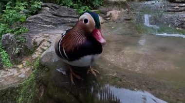 Bahçedeki şirin mandalina ördekleri. 