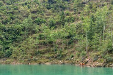 Wujiang Nehri 'nin Chongqing, Çin' deki deniz yolculuğunun manzarası. Turistlere dağların ve nehirlerin güzelliğinin tadını çıkarma ve doğal manzarayı keşfetme olanağı sağlıyor.