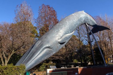 Tokyo, Japonya - 17 Aralık 2025: Tokyo, Japonya 'daki Ulusal Doğal ve Bilim Müzesi' nin önünde gerçek boyutta bir mavi balina modeli sergilenmektedir..