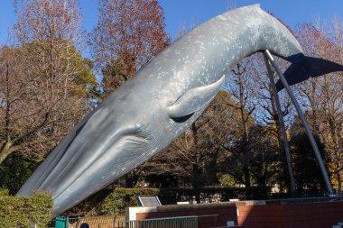 Tokyo, Japonya - 17 Aralık 2025: Tokyo, Japonya 'daki Ulusal Doğal ve Bilim Müzesi' nin önünde gerçek boyutta bir mavi balina modeli sergilenmektedir..