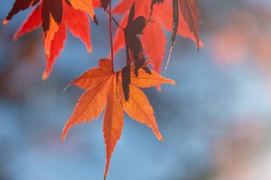 Güzel kırmızı akçaağaç arkadan gelen ışıkla ayrılıyor.