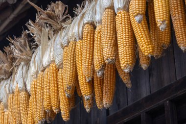 Kurutulmuş mısırlar ev saçaklarına tutunur. Kalıpları kurutmak ve kurutmak için iyi hava sirkülasyonunu kullanarak yemek ve tohum için geleneksel bir tedavi yöntemi.