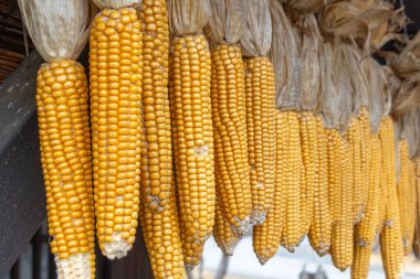 Kurutulmuş mısırlar ev saçaklarına tutunur. Kalıpları kurutmak ve kurutmak için iyi hava sirkülasyonunu kullanarak yemek ve tohum için geleneksel bir tedavi yöntemi.