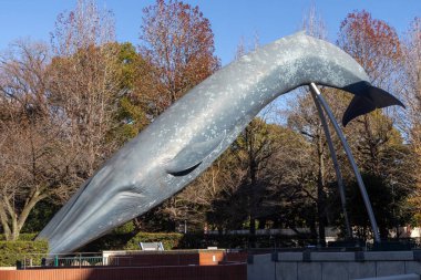 Tokyo, Japonya - 17 Aralık 2025: Tokyo, Japonya 'daki Ulusal Doğal ve Bilim Müzesi' nin önünde gerçek boyutta bir mavi balina modeli sergilenmektedir..