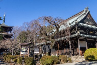 Tokyo, Japonya - 26 Aralık 2025: Tokyo, Japonya 'daki Gotokuji Tapınağı Buda Salonu. Gotokuji tapınağı uzun zamandır büyük kedi heykelleri koleksiyonu için ziyaretçileri çekiyor.