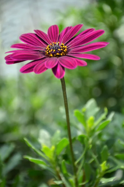 Purple daisy flowers, Osteospermum — Stock Photo, Image