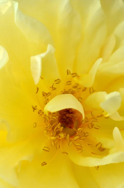 Schöne altmodische gelbe Rose. — Stockfoto