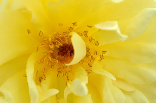 Schöne altmodische gelbe Rose. — Stockfoto