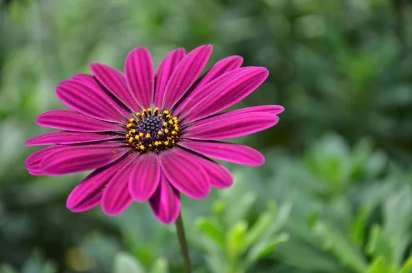 Purple daisy flowers, Osteospermum — Stock Photo, Image