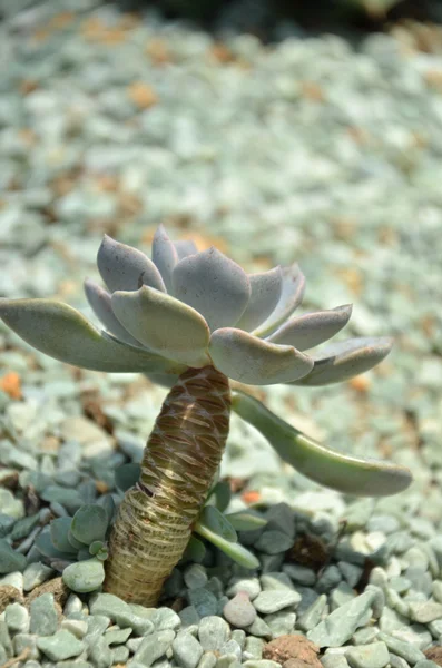 Kaktus w ogród botaniczny — Zdjęcie stockowe