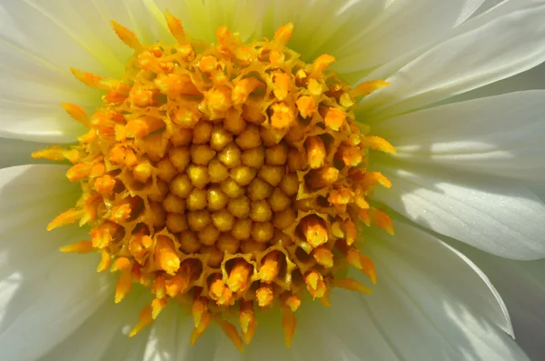 Flor de margarida amarela e branca — Fotografia de Stock