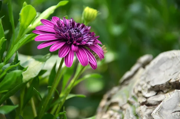 Paarse bloem in de tuin — Stockfoto