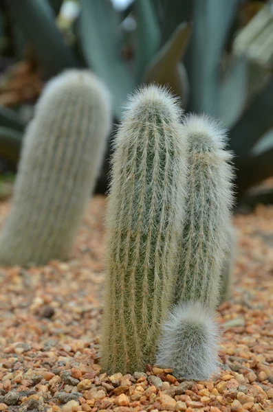Cleistocactus strausii, cactus perenne della famiglia delle Cactacee . — Foto Stock