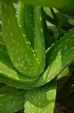 Bahçede yeşil aloe vera