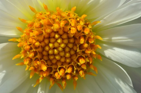 Fiore di margherita giallo e bianco — Foto Stock