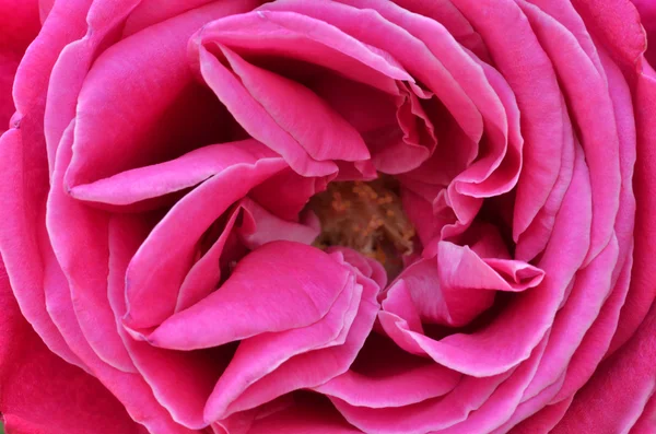 Schöne rosa Rose Nahaufnahme — Stockfoto