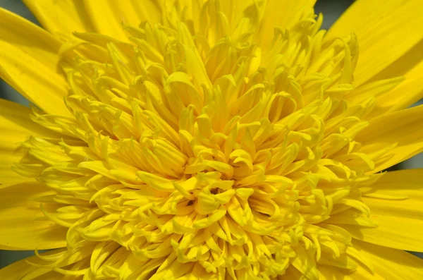 Close-up of beautiful yellow chrysanthemum flowers — Stock Photo, Image