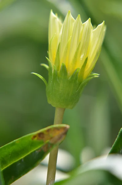 庭で孤独な黄色い花つぼみ — ストック写真