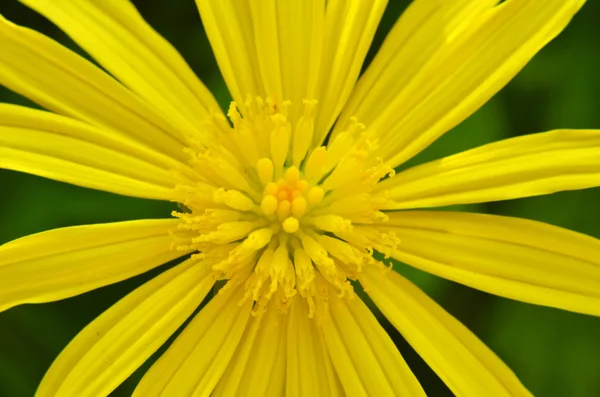 Gros plan de belles fleurs jaunes — Photo