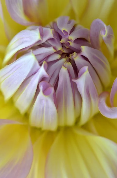 White, yellow and purple Dahlia close-up — Stock Photo, Image