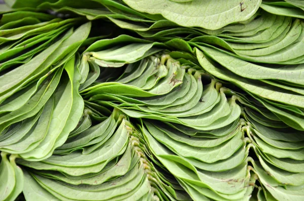 Betel leaf on the market — Stock Photo, Image