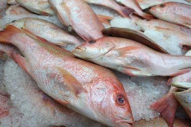 Buz üzerinde kırmızı tilapia balık