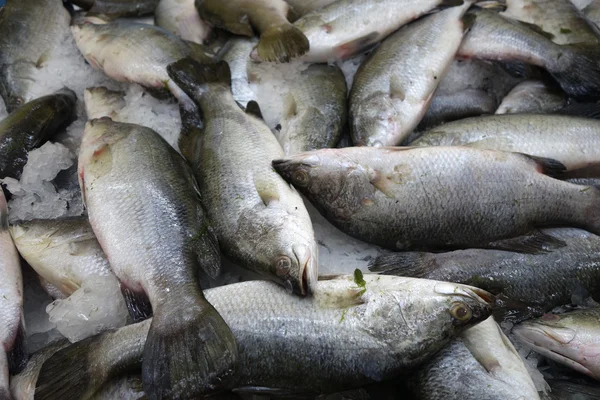 Poisson au lait sur le marché — Photo