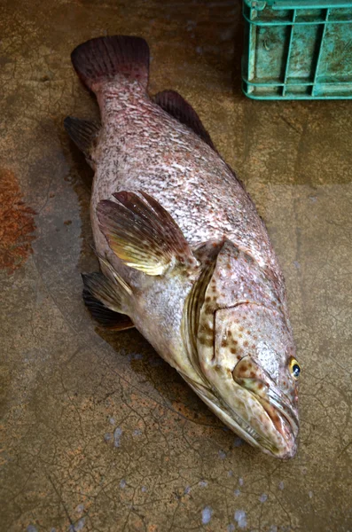 Frissen Fogójátékos sügér hal — Stock Fotó