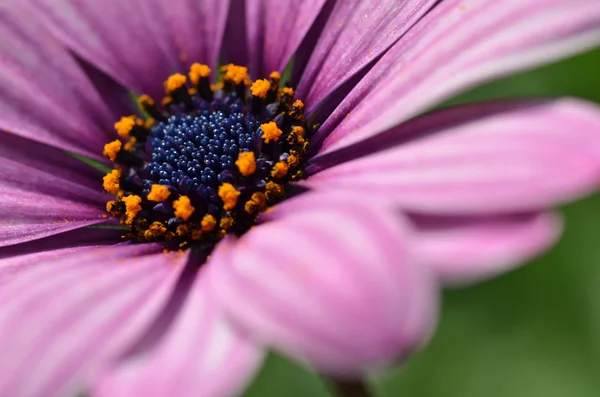 Margherita viola primo piano — Foto Stock