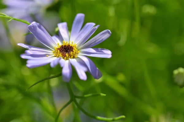 Paarse Daisy close-up — Stockfoto