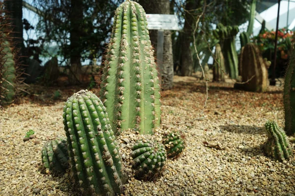 Cactus & saftiga växter i trädgården vid viken — Stockfoto