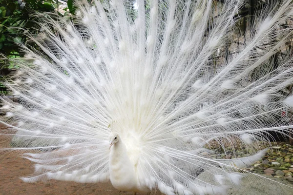 Pavone bianco con piume fuori — Foto Stock