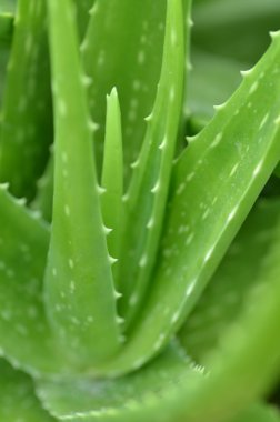 Aloe vera plaka