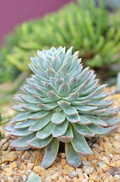 Miniatuur succulente planten — Stockfoto