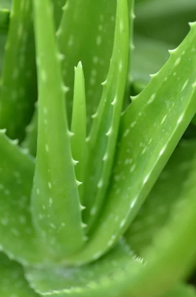 Aloe vera płyta — Zdjęcie stockowe