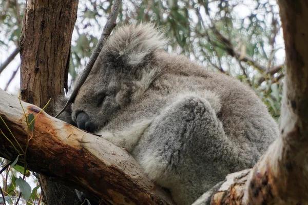 Australian Koala Bear