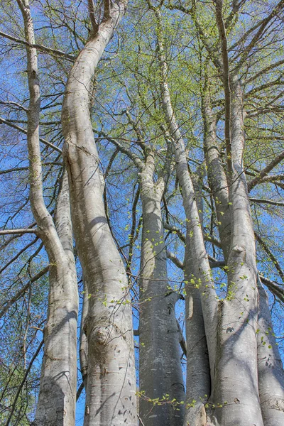 Dev ağaç gövdeleri