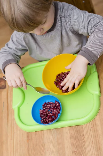 Böbrek fasulyesini beyaz fasulyeden ayıran çocuk. Montessori konsepti. Erken eğitim için anaokulu uygulaması. İyi motor becerileri ve dikkat alıştırması. Çocuk ev konseptiyle oynuyor..