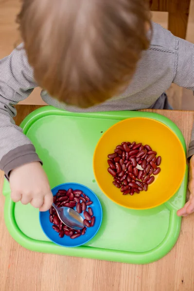 Böbrek fasulyesini beyaz fasulyeden ayıran çocuk. Montessori konsepti. Erken eğitim için anaokulu uygulaması. İyi motor becerileri ve dikkat alıştırması. Çocuk ev konseptiyle oynuyor..