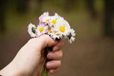 Anneler Günü teması. Bir demet çayırlık gün ışığı çiçeği. Bahar kutlaması buketi. Daisy Bellis 'le el resmi. Erken çiçekler. Duygusal hediye..