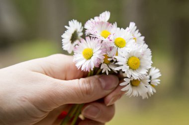 Anneler Günü teması. Bir demet çayırlık gün ışığı çiçeği. Bahar kutlaması buketi. Daisy Bellis 'le el resmi. Erken çiçekler. Duygusal hediye..