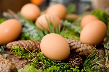 Paskalya teması. Dini bayram. Doğal orman özelliklerine sahip Paskalya yumurtası bileşimi. Yosun, kozalak, çam dalı.