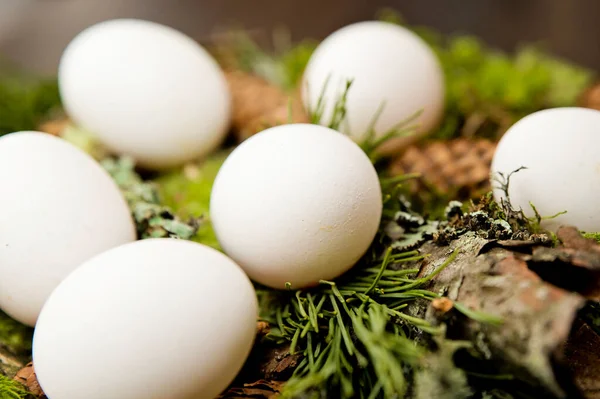 Easter theme. Religious holiday. Easter egg composition with natural forest attributes. Moss, pine cone, pine branch.