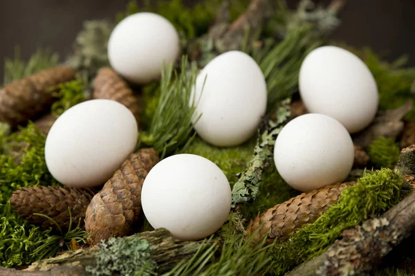 Easter theme. Religious holiday. Easter egg composition with natural forest attributes. Moss, pine cone, pine branch.