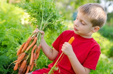 Sebze yatağında hasat yapan bir çocuk. Havuç yiyen bir çocuk sürüsü. Açık hava ülke aktiviteleri.