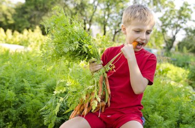 Sebze yatağında hasat yapan bir çocuk. Havuç yiyen bir çocuk sürüsü. Açık hava ülke aktiviteleri.